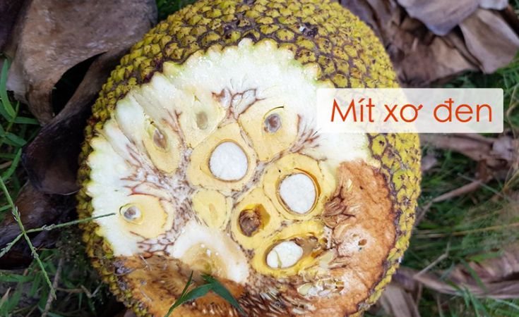 Bệnh xơ đen múi mít và thuốc trị hiệu quả