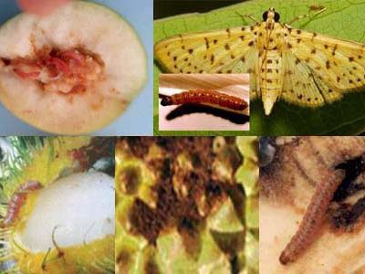 Sâu đục quả, sâu đục trái và thuốc trị sâu đục quả, sâu đục trái