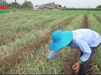 Bệnh nổ ống hành và biện pháp phòng trừ hiệu quả