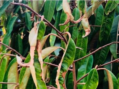 Cách nhận biết và xử lý rầy nhảy gây hại trên cây sầu riêng