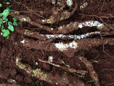 Rệp sáp hại rễ cà phê và thuốc trị rệp sáp hại rễ cà phê