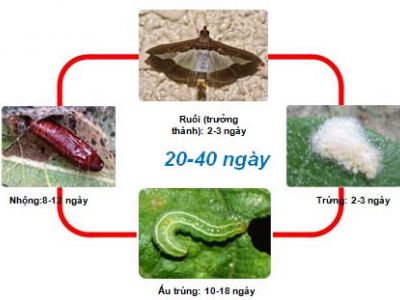 Sâu xanh da láng và thuốc trị hiệu quả