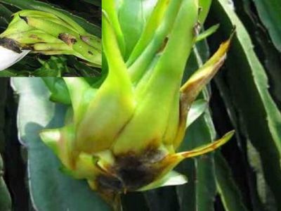 Bệnh đốm đen rỉ sắt trên thanh long và cách phòng trừ hiệu quả