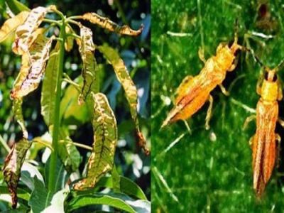 Biện pháp phòng ngừa bọ trĩ trên mãng cầu