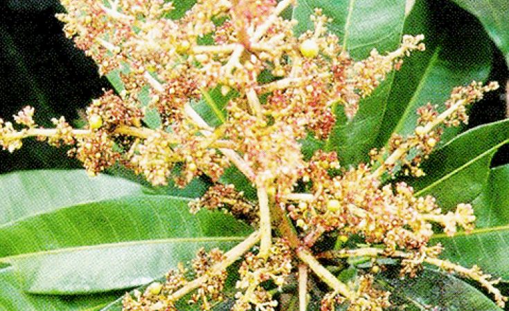 Rầy bông hại xoài và thuốc đặc trị rầy bông hại xoài hiệu quả nhất hiện nay