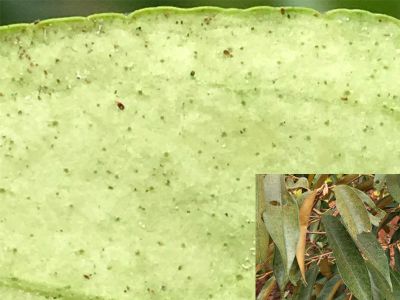 Thuốc đặc trị nhện đỏ gây hại cây sầu riêng và cây có múi