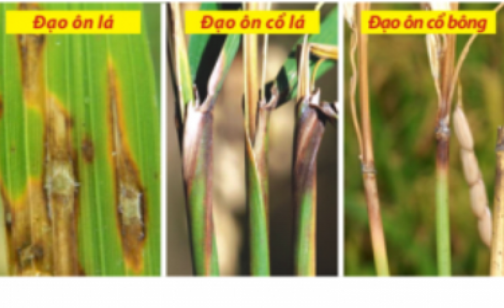 Bệnh đạo ôn ( cháy lá ) trên lúa và thuốc trị bệnh đạo ôn trên lúa
