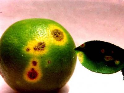 Bệnh ghẻ sẹo trên cây có múi và biện pháp phòng trừ