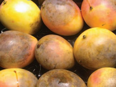 Bệnh thối trái xoài và thuốc trị bệnh thối trái xoài