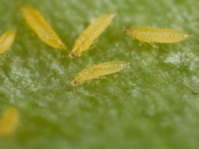 Bọ trĩ là gì? Tác hại của bọ trĩ đối với hoa cúc và thuốc trị bọ trĩ hại hoa cúc