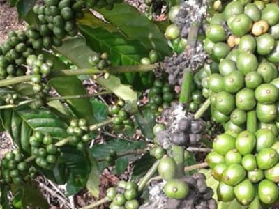Phòng trừ Tuyến trùng, rệp sáp hại cà phê