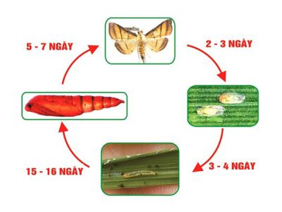 Sâu cuốn lá hại dâu tây và thuốc trị sâu cuốn lá hại dâu tây hiệu quả hiện nay