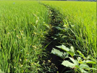 Oneness 150EC - Thuốc trừ cỏ lá hẹp trên cây trồng lá rộng